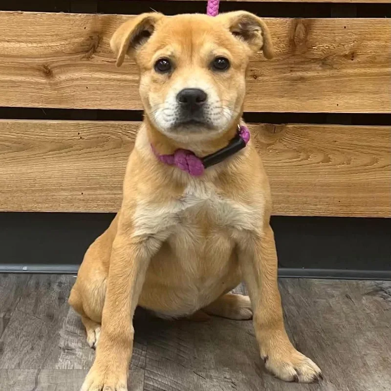 A baby medium-sized female Yellow / Tan / Blond / Fawn Carolina Dog dog named Lillian for adoption in Mount Pleasant, TX