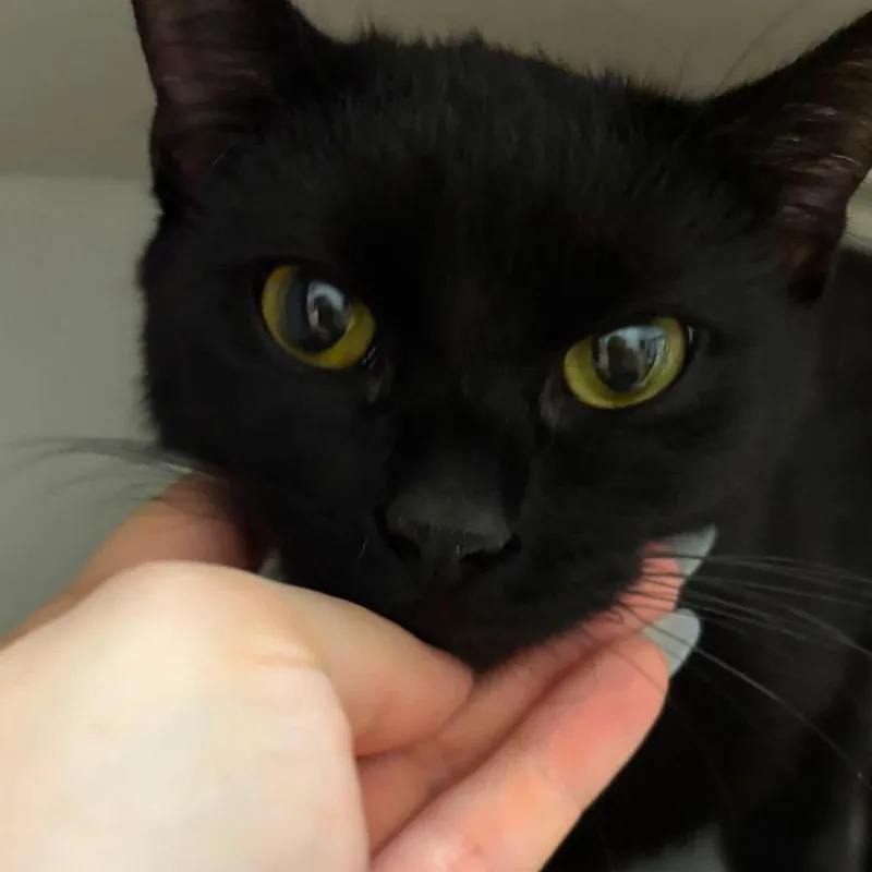 A young small-sized female Black Domestic Short Hair cat named Tweety for adoption in Long Island City, NY