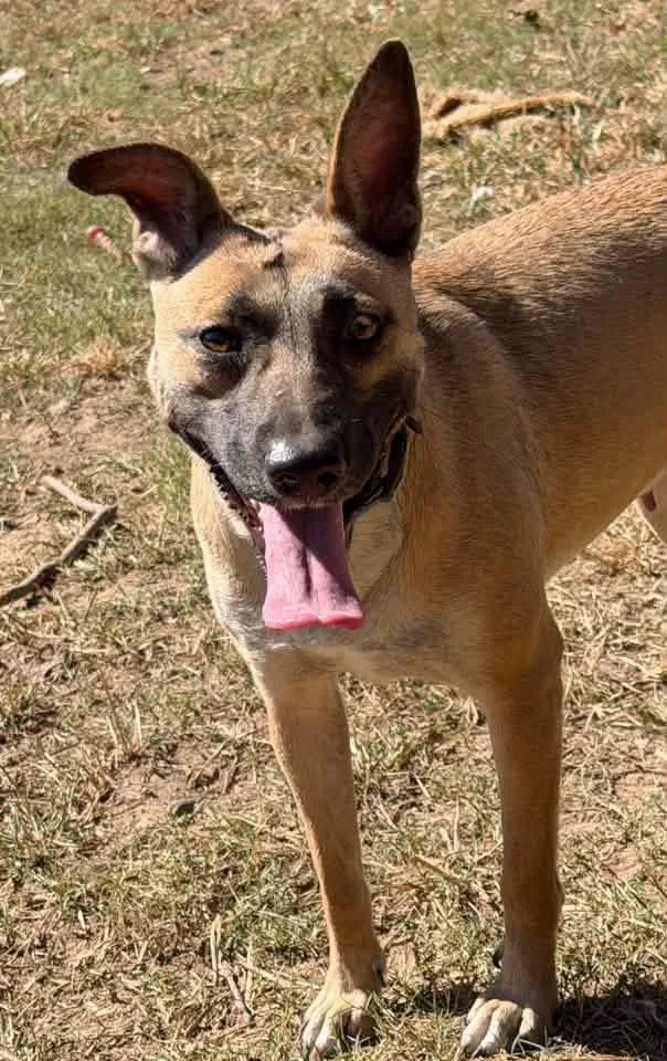 A young medium-sized female Belgian Shepherd / Malinois dog named Fawn for adoption in Calera, AL