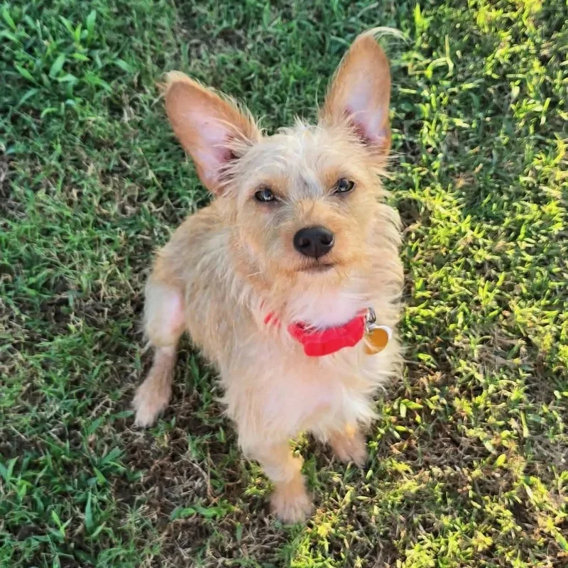 A young small-sized female Yellow / Tan / Blond / Fawn Mixed Breed dog named Ginny for adoption in Saint Charles, MO