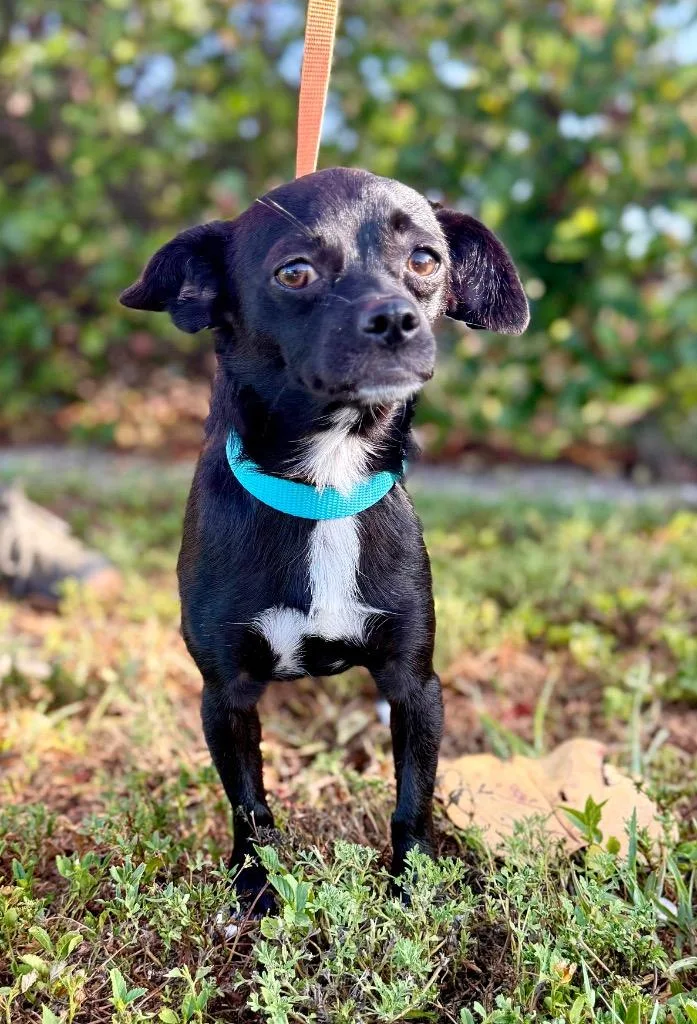 A young small-sized female Chihuahua dog named Nuka for adoption in Cape Coral, FL