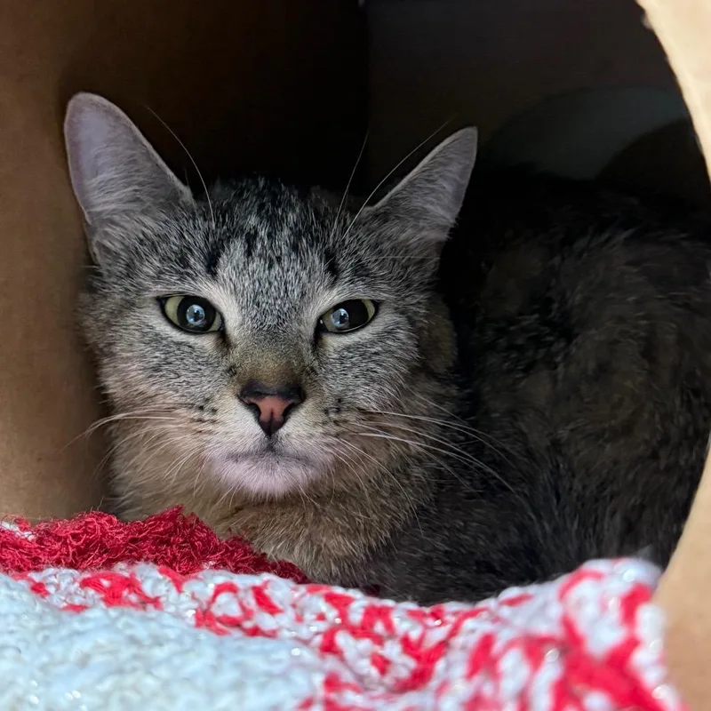An adult medium-sized female Brown / Chocolate Domestic Short Hair cat named Sophia for adoption in Fairport, NY