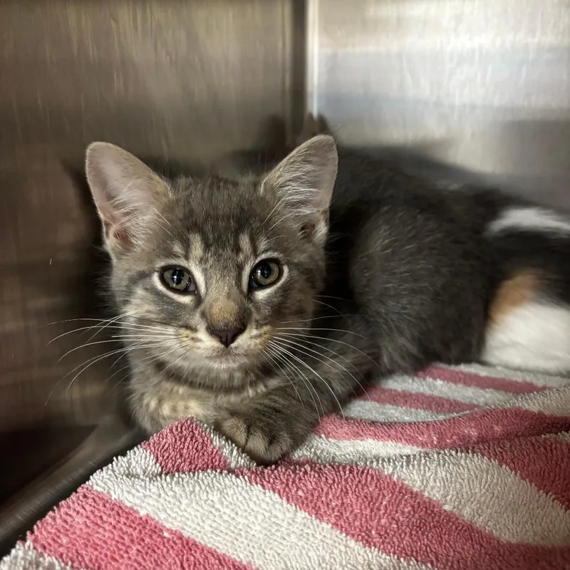 A baby small-sized male Gray / Blue / Silver Domestic Short Hair cat named Pebble for adoption in Ottawa, KS