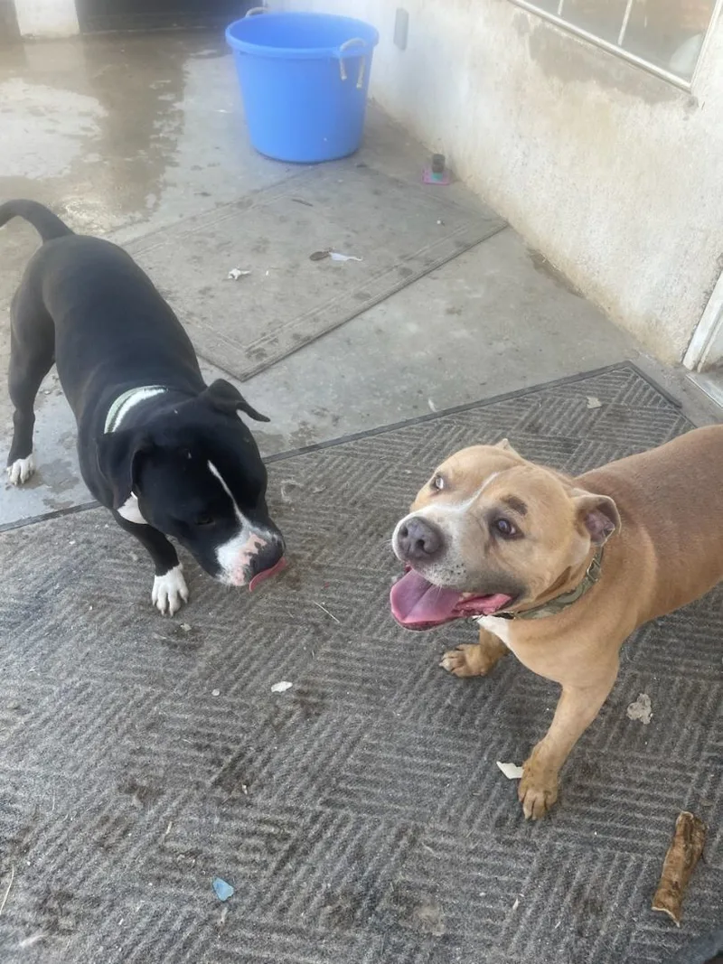 Oh Romeo!! Oh Romeo!! thumbnail 2