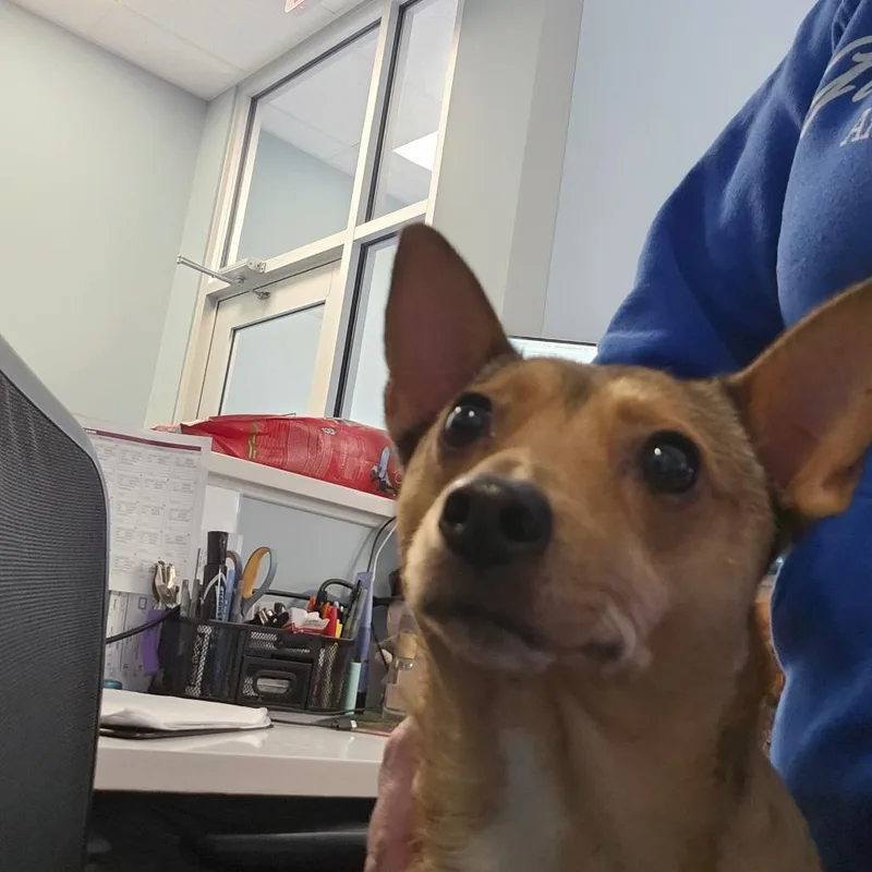 An adult small-sized male Brown / Chocolate Chihuahua dog named Arthur the Bold for adoption in Greensboro, NC