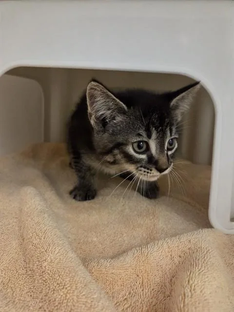 A baby small-sized male Domestic Short Hair cat named Aemond for adoption in Statesville, NC