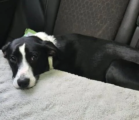 A young medium-sized female Labrador Retriever dog named Lil' Bit for adoption in Charlotte, NC