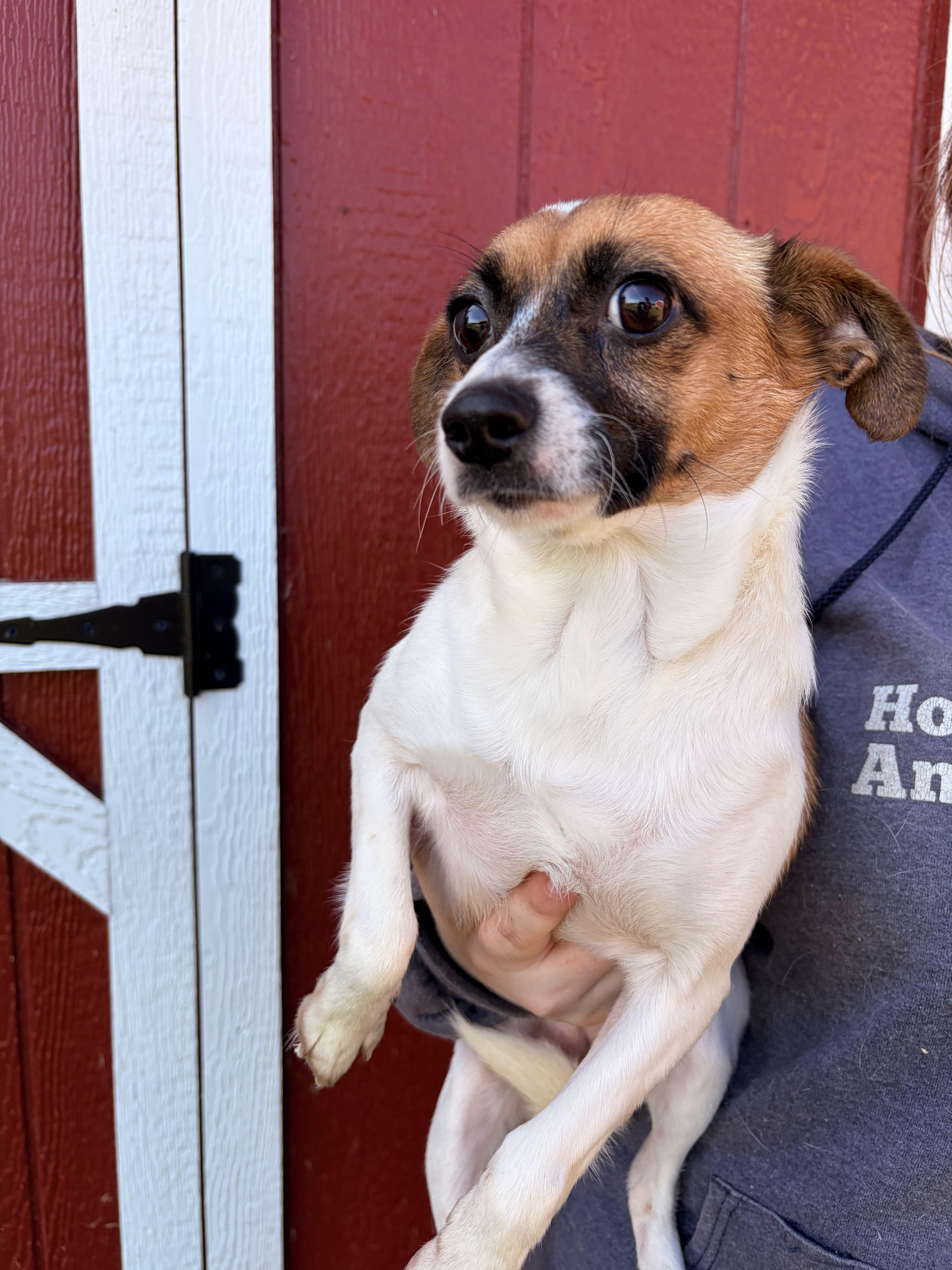 An adult small-sized female Chihuahua dog named Donna for adoption in Louisa, VA