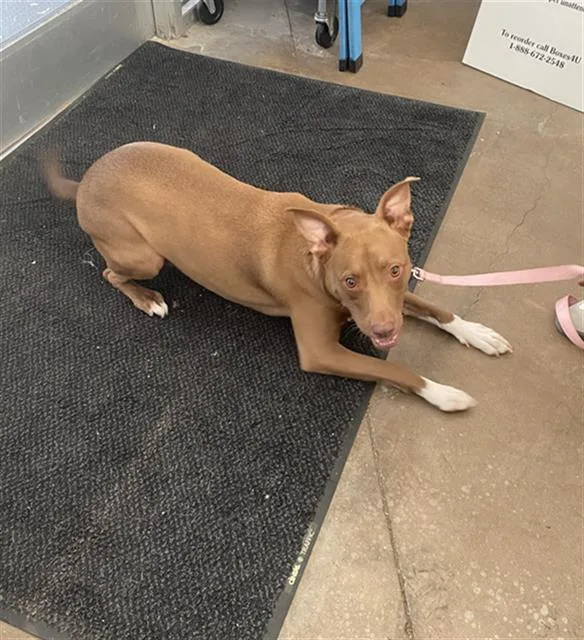 A young medium-sized female Mixed Breed dog named Coco for adoption in Dallas, TX