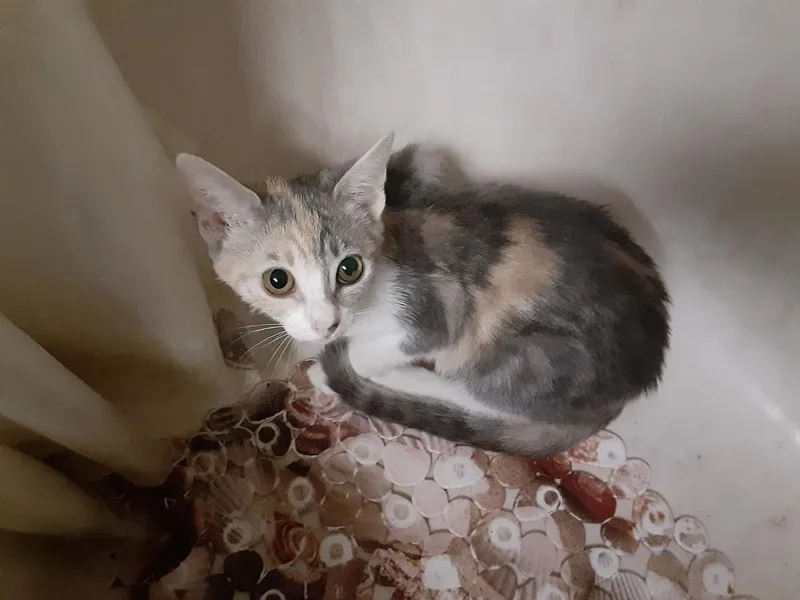 Cinnamon