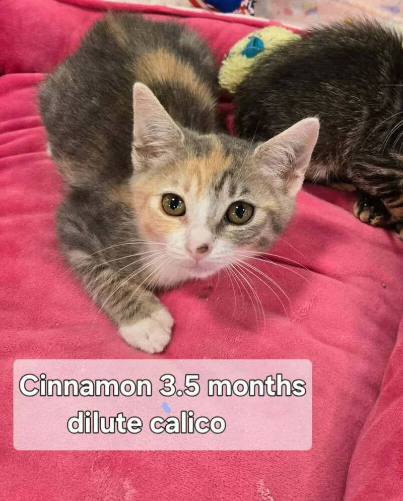 Cinnamon thumbnail 2