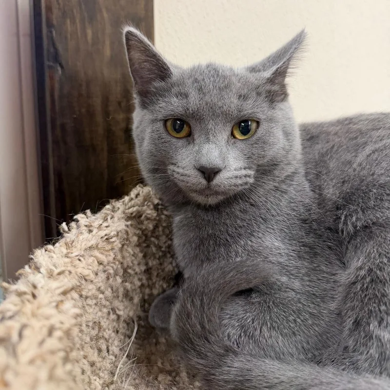A baby small-sized female Gray / Blue / Silver Domestic Short Hair cat named Silkie for adoption in Pontiac, IL