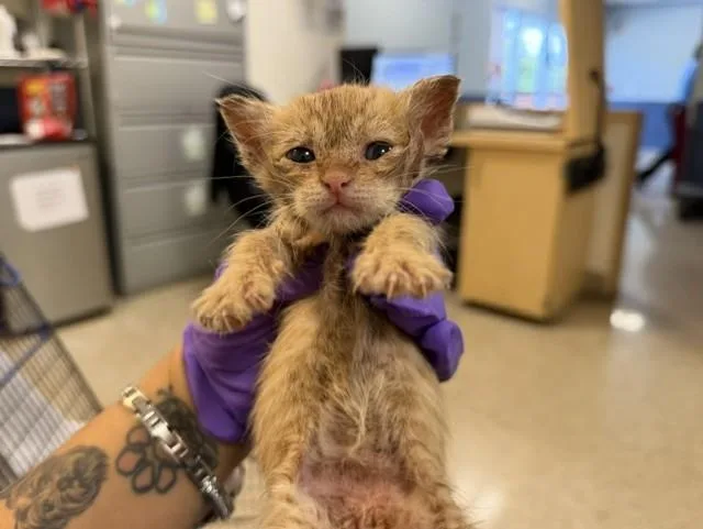 A baby small-sized female Domestic Short Hair cat named Saffron for adoption in Miami, FL