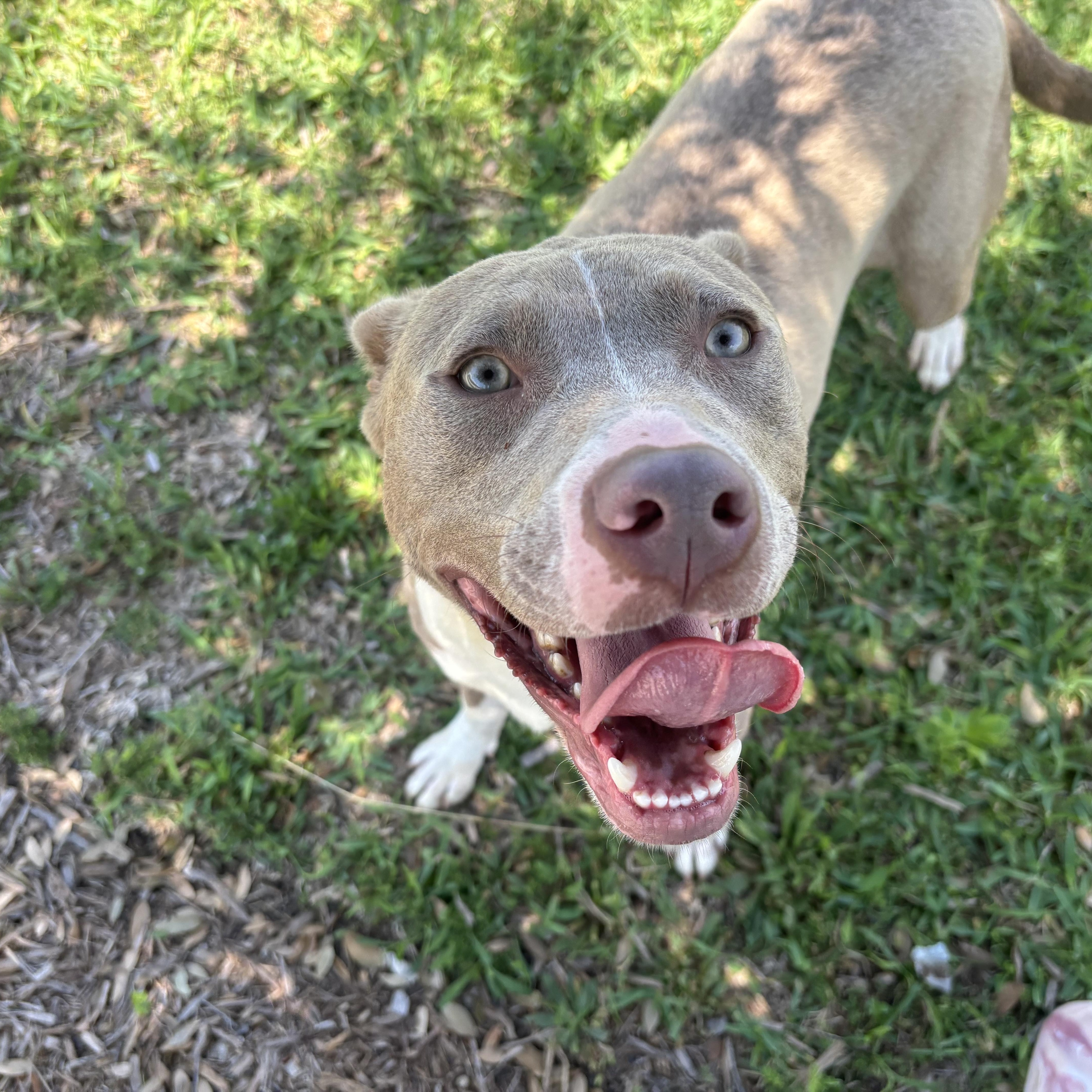 A young medium-sized male Gray / Blue / Silver American Staffordshire Terrier dog named Apollo for adoption in Pearland, TX