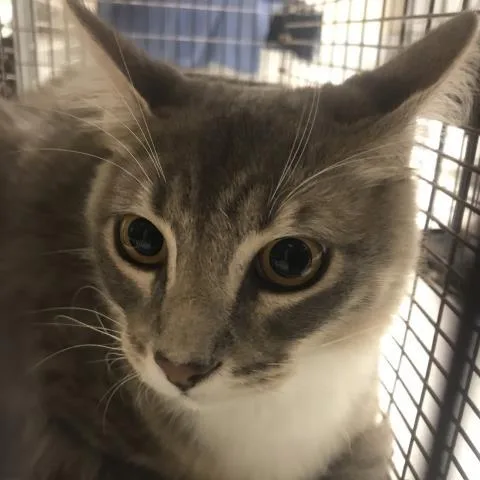 A young small-sized male Domestic Medium Hair cat named Timmy for adoption in Conroe, TX