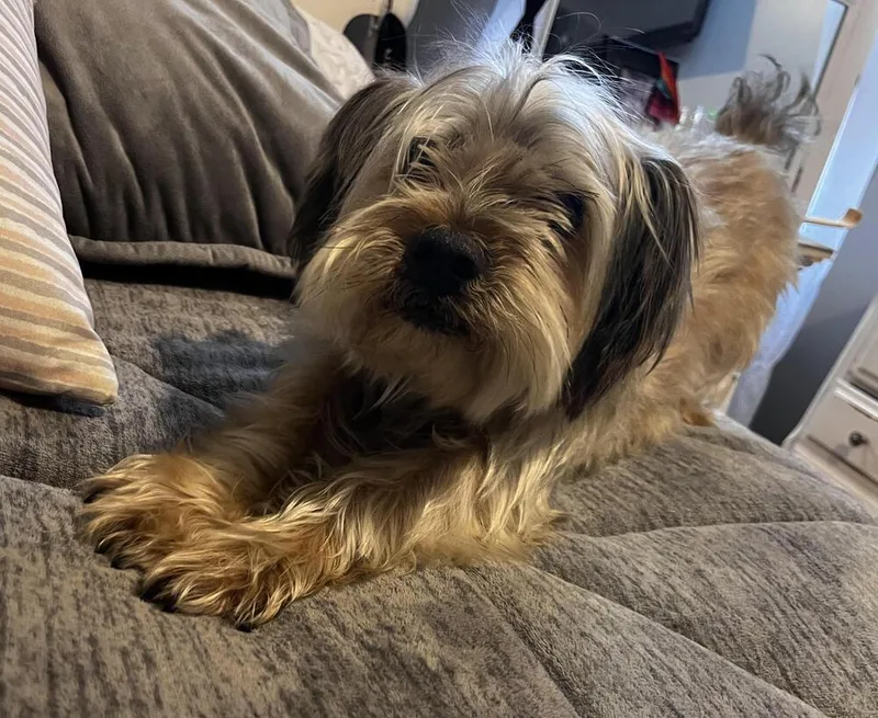 A young small-sized male Yorkshire Terrier dog named Ollie for adoption in Chattanooga, TN