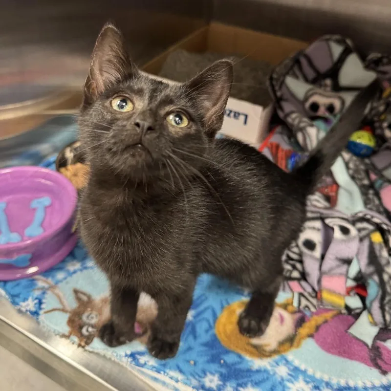 A baby small-sized female Black Domestic Short Hair cat named Bug for adoption in Fort Wayne, IN
