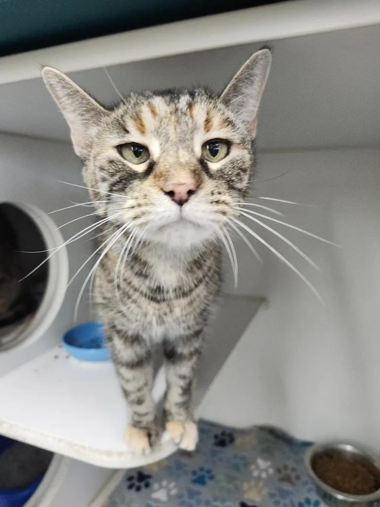 A senior large-sized female Domestic Short Hair cat named Neffers for adoption in Sapulpa, OK