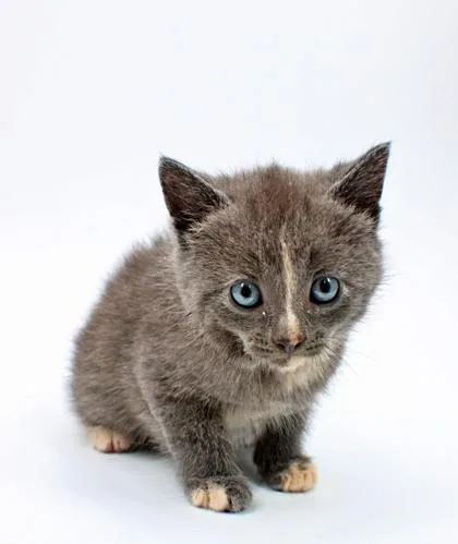 A baby small-sized female Domestic Short Hair cat named Ballad for adoption in Morton Grove, IL