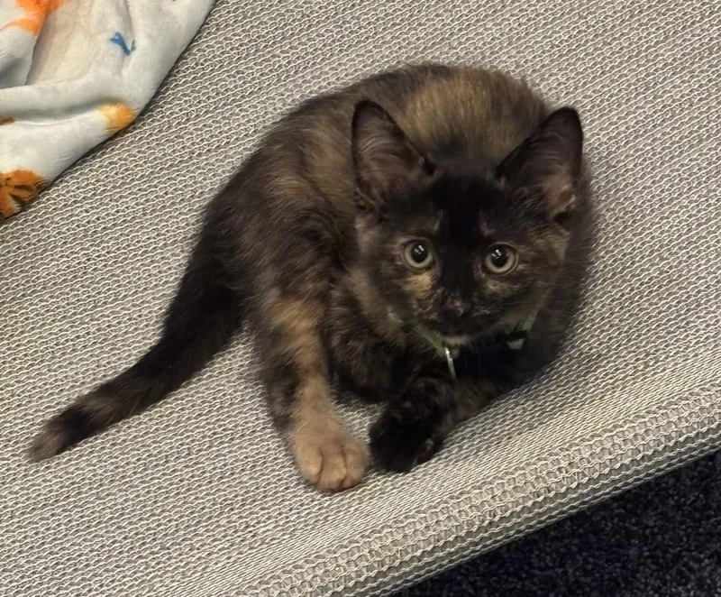 A baby medium-sized female Tortoiseshell cat named Libby for adoption in Macomb, MI