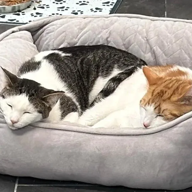Ari & Theo