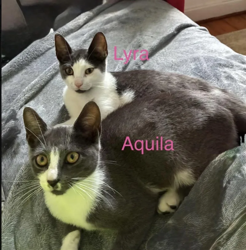 A young medium-sized female Domestic Short Hair cat named Lyra for adoption in Shrewsbury, MA