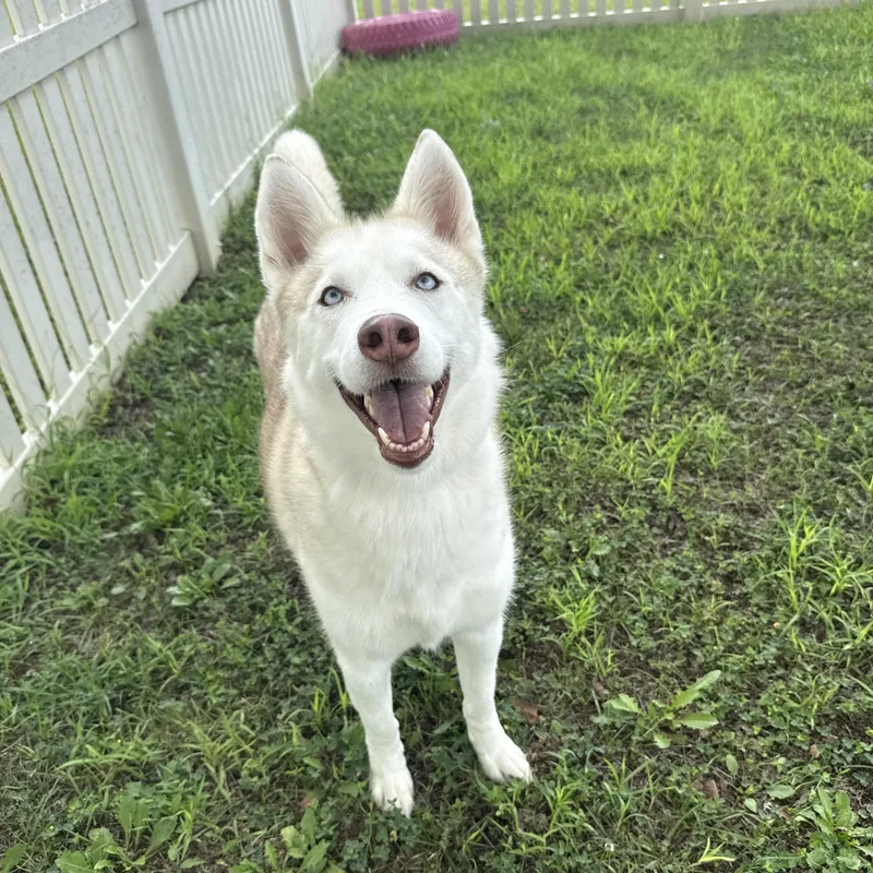 An adult medium-sized female Husky dog named Misty for adoption in Auburn, NE