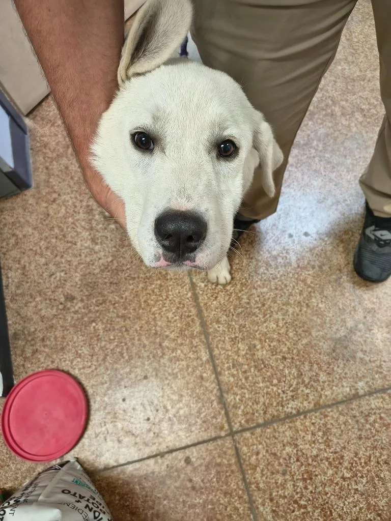 A young large-sized male Labrador Retriever dog named Kodak for adoption in Brownwood, TX