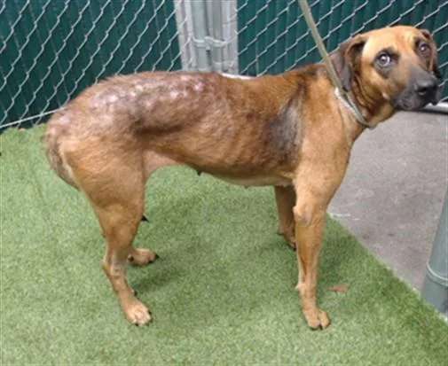 An adult medium-sized female Black Mouth Cur dog named Sole for adoption in Downey, CA