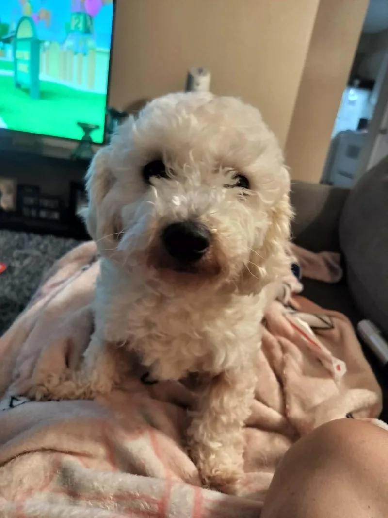 A young small-sized female Bichon Frise dog named Rose for adoption in Gainesville, VA
