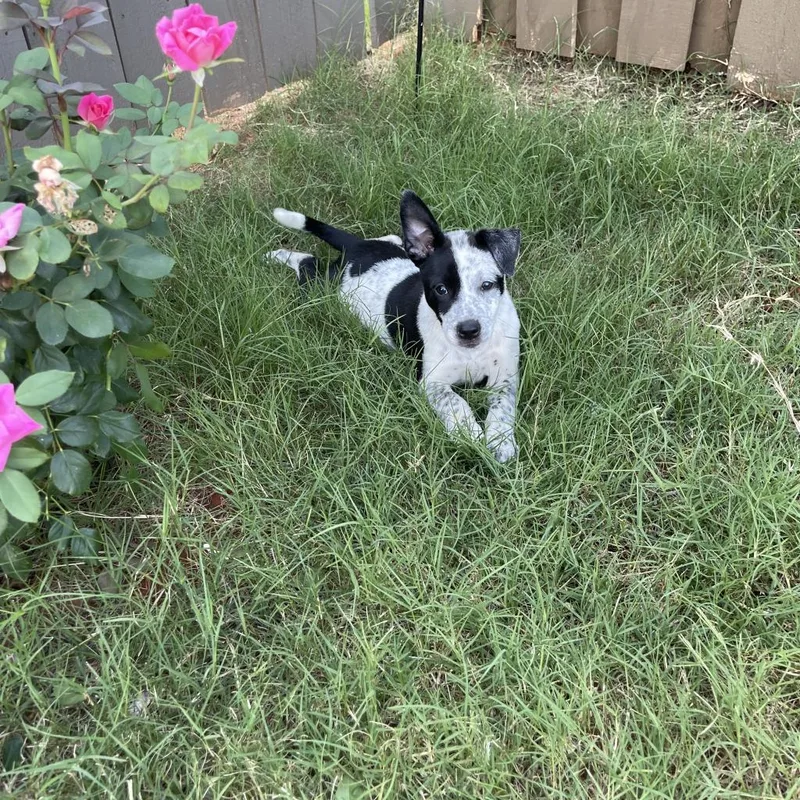 Finn