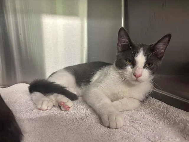 A baby medium-sized male Domestic Short Hair cat named James Bond for adoption in Grand Prairie, TX