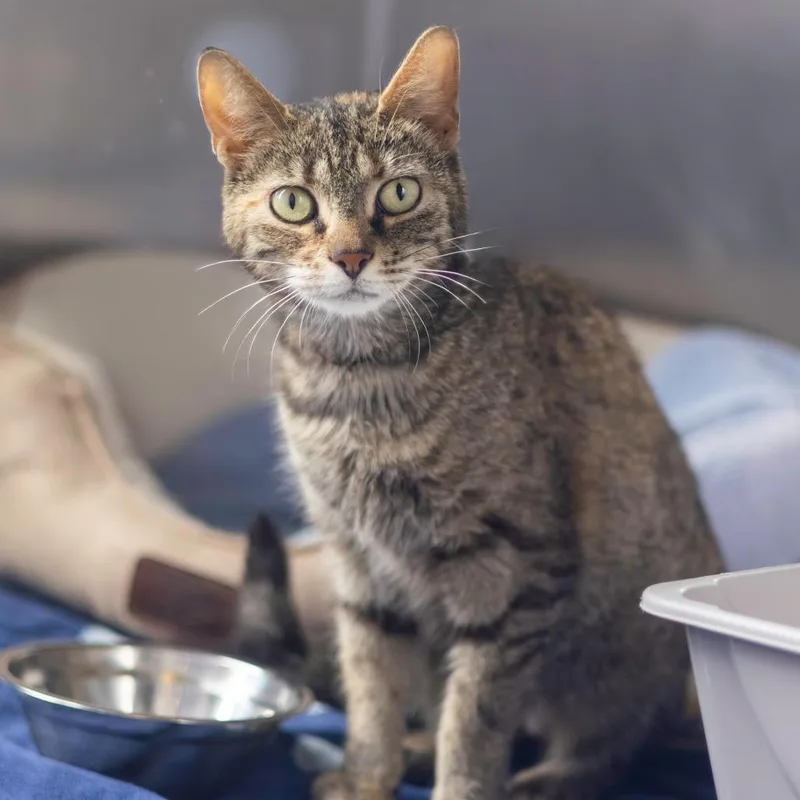 An adult medium-sized female Brown / Chocolate Domestic Short Hair cat named Xfinity for adoption in Wilmington, DE