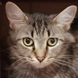 An adult medium-sized female Tabby (Brown / Chocolate) Domestic Short Hair cat named Laurel for adoption in Hilliard, OH