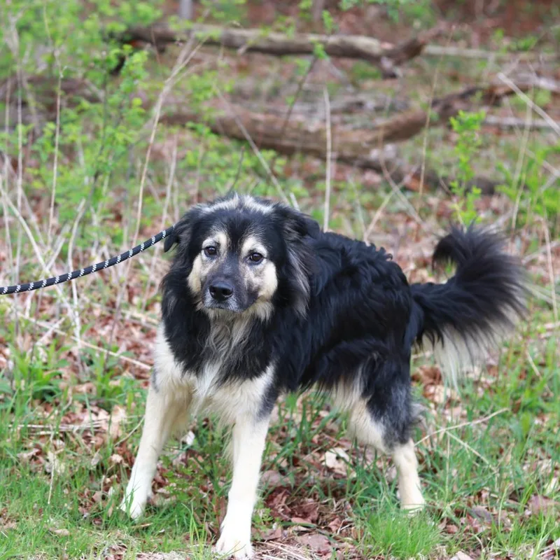 An adult medium-sized male Black Collie dog named Ct Sarge for adoption in Stormville, NY