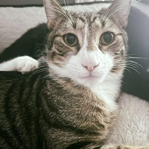 A young medium-sized male Domestic Short Hair cat named Elio for adoption in Tampa, FL