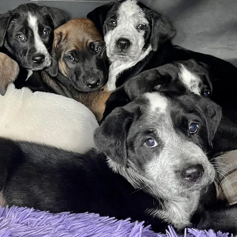 Schuyler thumbnail 3