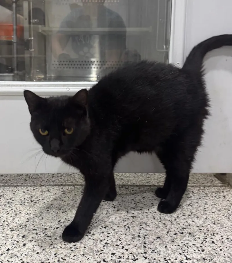 An adult medium-sized female Domestic Short Hair cat named Primroze for adoption in Fort Lupton, CO