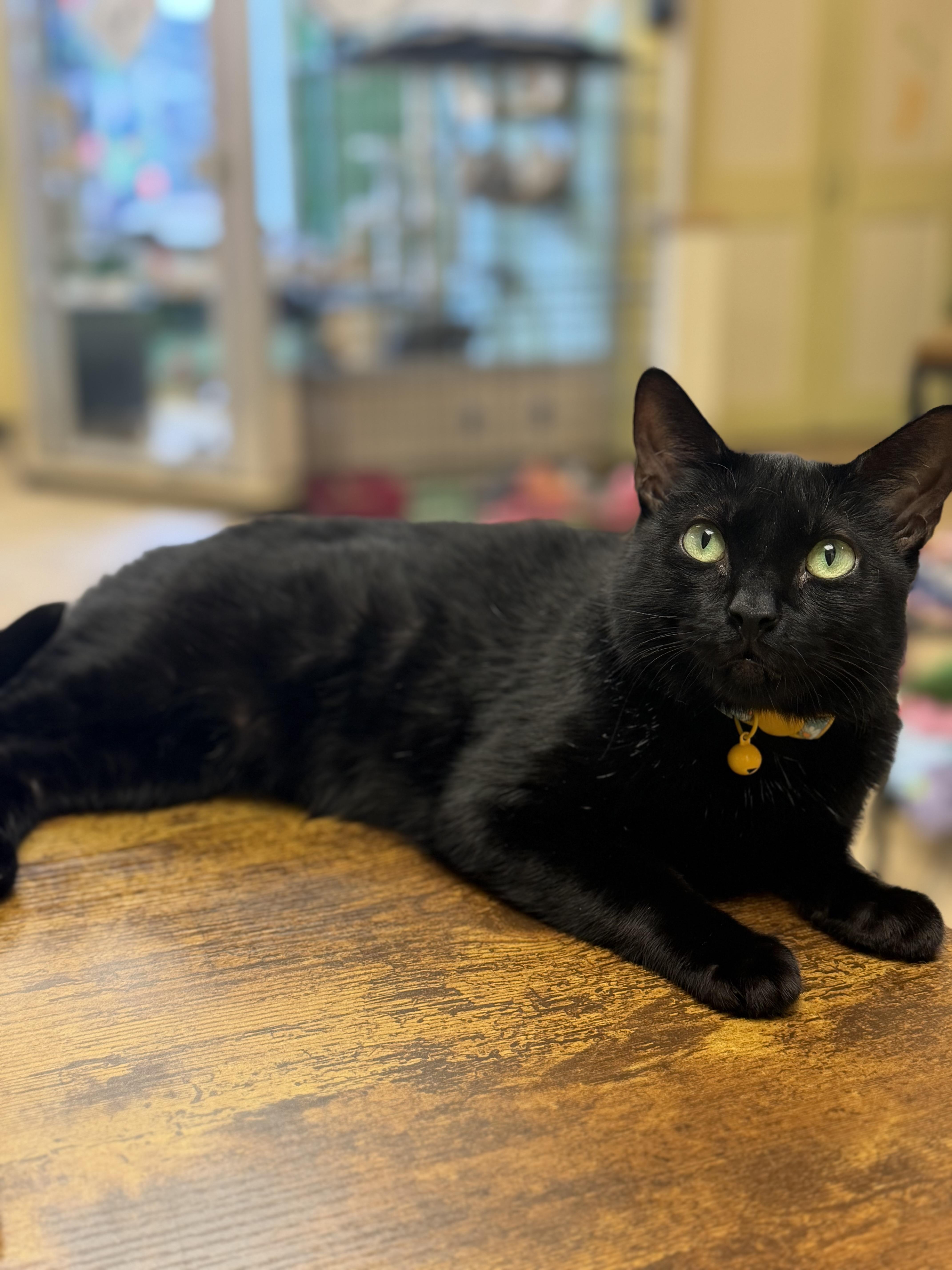 A young medium-sized female Black Domestic Short Hair cat named Anu for adoption in Hudson, NY