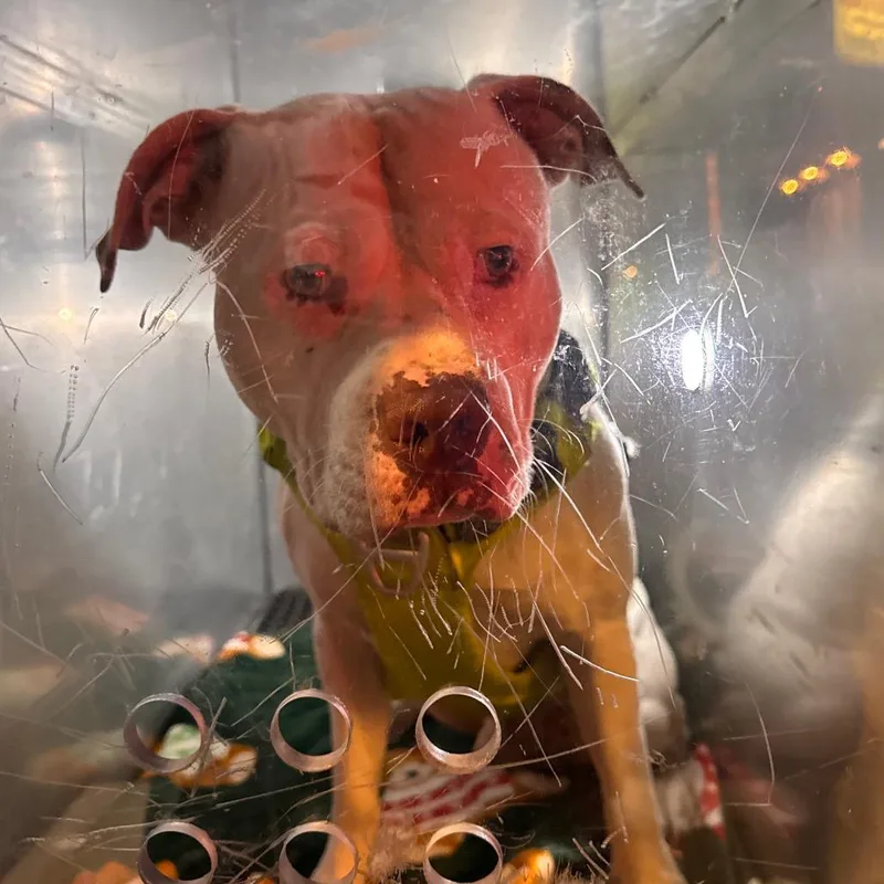 An adult large-sized male White / Cream Pit Bull Terrier dog named Harley for adoption in Philadelphia, PA