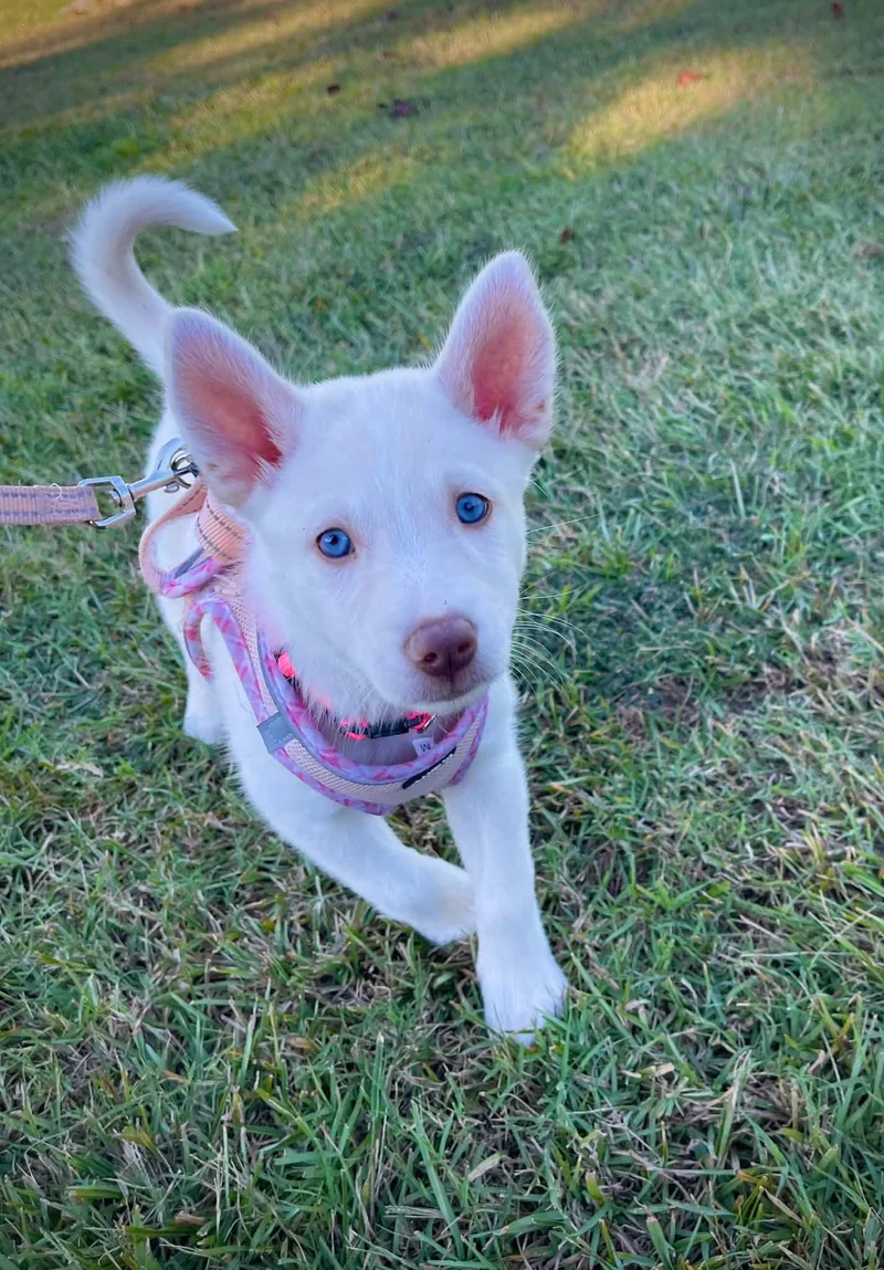 A baby large-sized female Husky dog named Magnolia HaveLock Litter for adoption in Holly Springs, NC