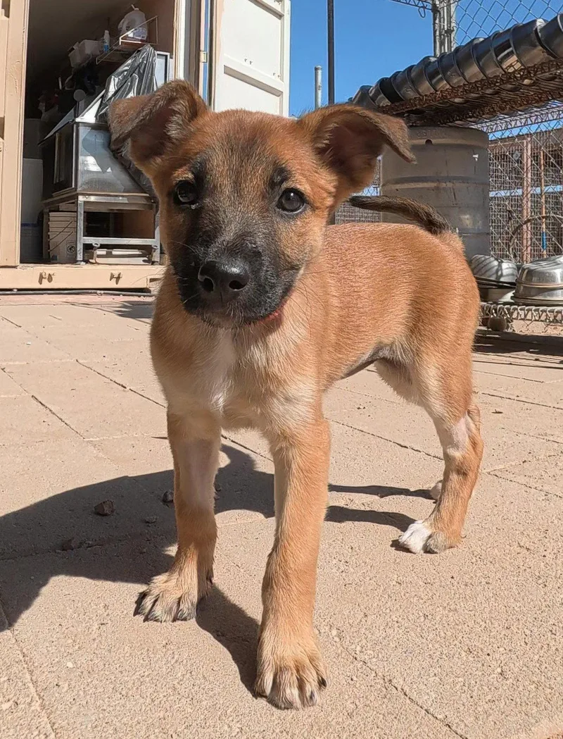 A young medium-sized female Belgian Shepherd / Malinois dog named Cayanne for adoption in Queen Creek, AZ