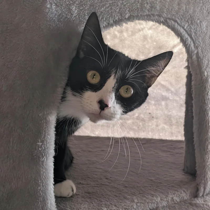 A baby small-sized female Black & White / Tuxedo Domestic Short Hair cat named Elaine for adoption in Reisterstown, MD