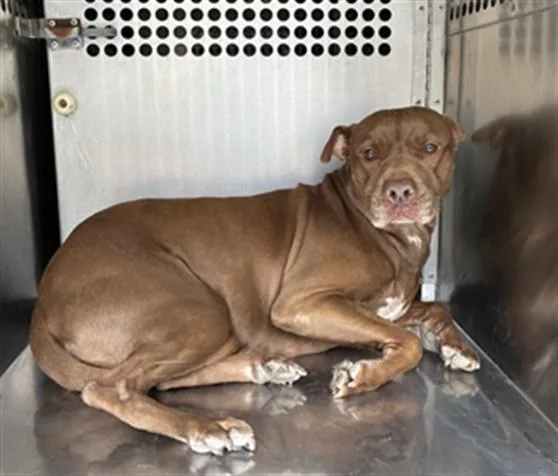An adult large-sized female Pit Bull Terrier dog named Beetle for adoption in Mesa, AZ