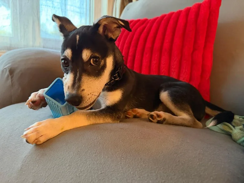 A baby small-sized male Terrier dog named Luka for adoption in Coldwater, MI