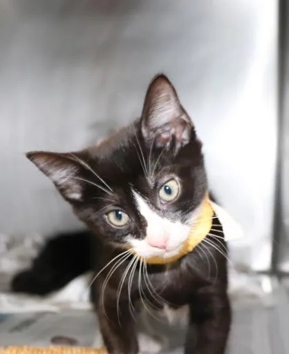 A baby small-sized male Domestic Short Hair cat named Colocolo for adoption in New Orleans, LA