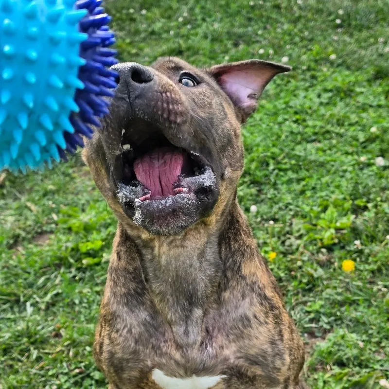 An adult large-sized male Brindle Pit Bull Terrier dog named Groot for adoption in Marshalltown, IA