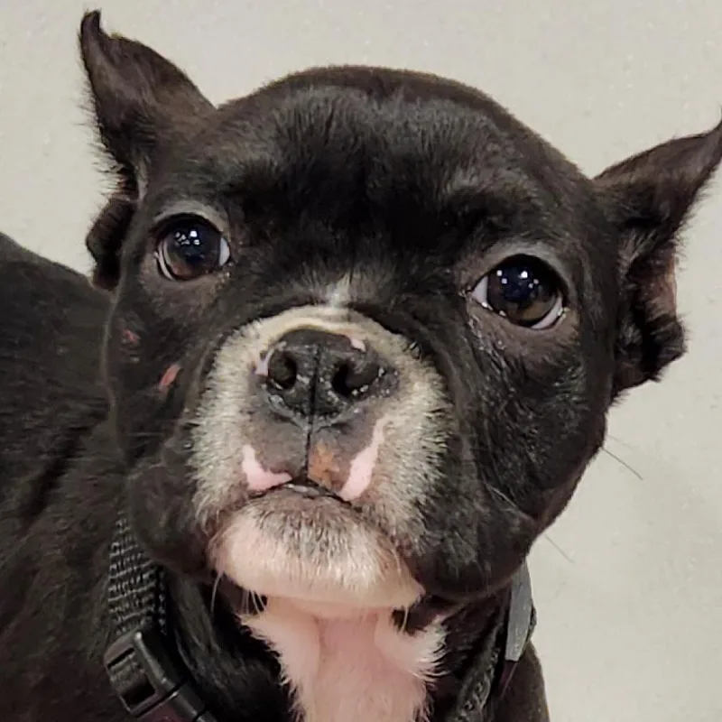 An adult medium-sized female Black Terrier dog named Maddie for adoption in Tampa, FL