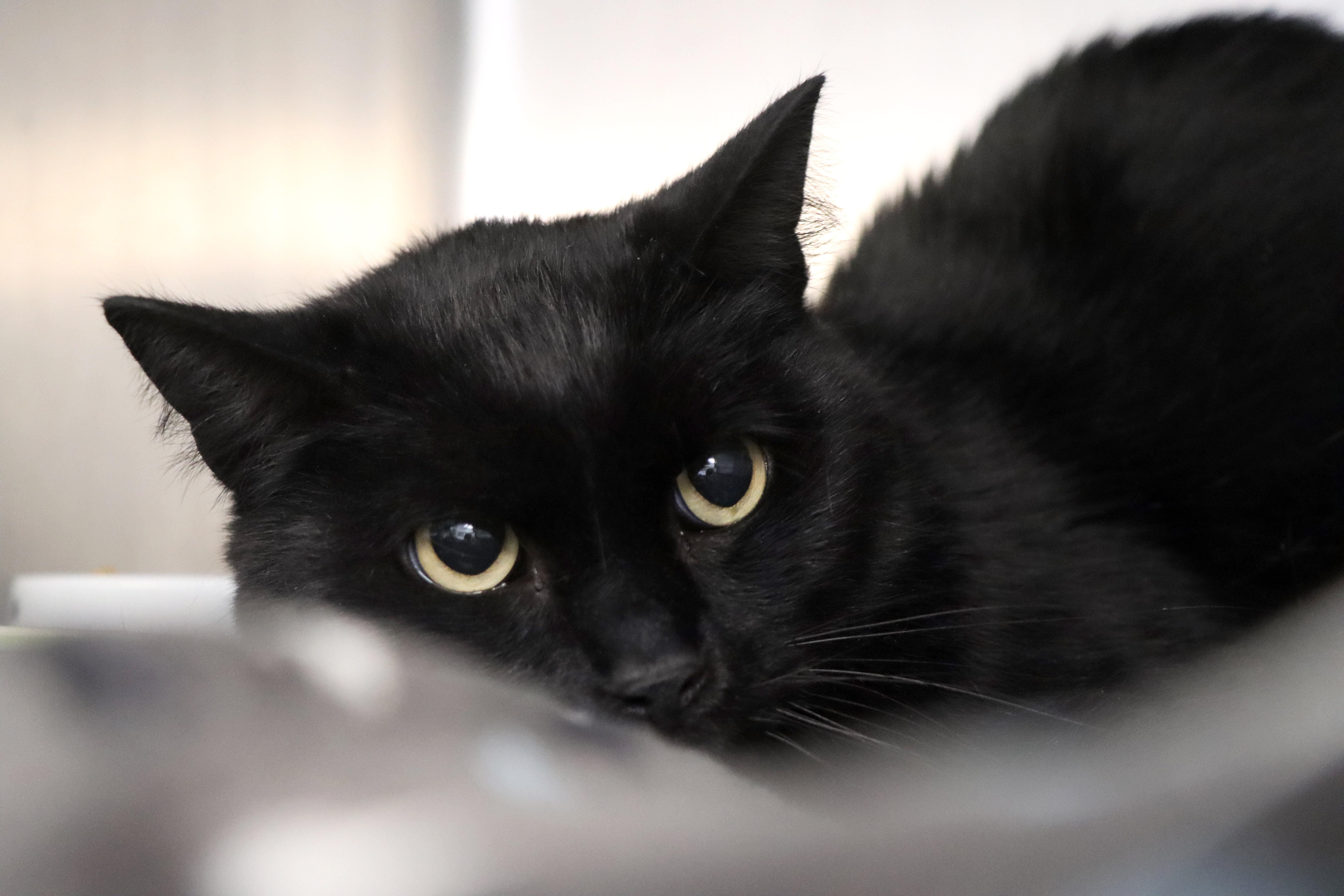 An adult extra large-sized male Black Domestic Short Hair cat named Tomik for adoption in House Springs, MO