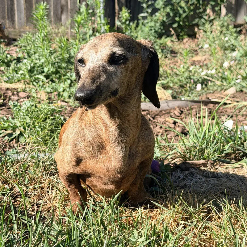 A senior small-sized male Brindle Dachshund dog named Bear for adoption in Sandy, UT